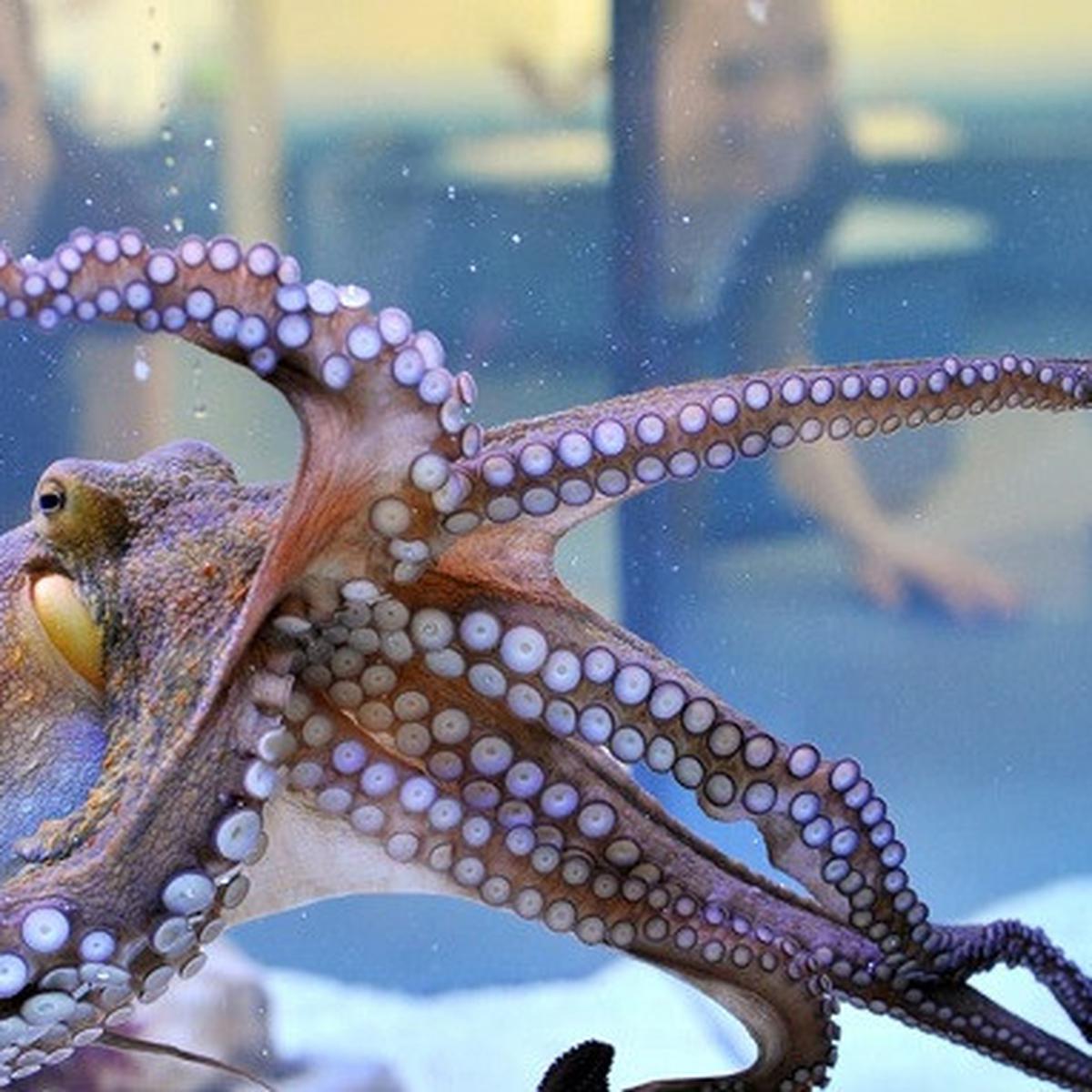 Gurita Sejatinya Makhluk Alien? Ini Kata Para Ilmuwan - Global Liputan6.Com