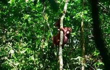 Tiga Orangutan Kalimantan Kembali ke Rimba, Suksesnya Program Pelepasliaran Konservasi