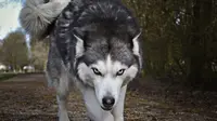 30 Wolf Quotes to Awaken Your Instincts and Intuition