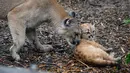 Seekor bayi puma berusia satu setengah bulan bernama Emy terlihat di kandangnya di Zoo de Vincennes, dekat Paris pada Selasa (13/10/2020). Emy merupakan puma pertama yang lahir di Zoo de Vincennes pada 21 Agustus lalu. (Thomas SAMSON / AFP)