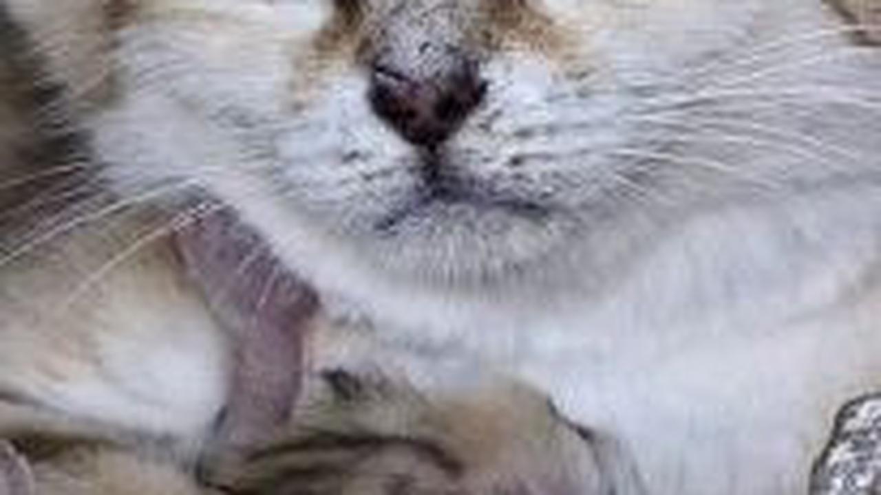 1. Kucing Pasir<br>