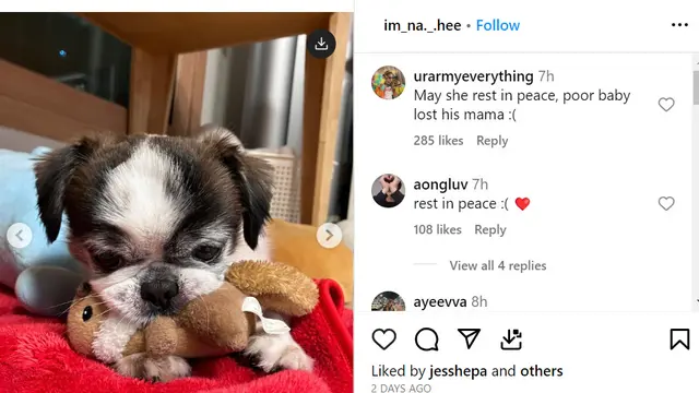 Anjing Nahee