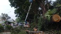 Pohon Tumbang Timpa 2 Mobil di Jalan Bogor-Sukabumi, 2 Orang Luka-luka