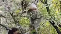 Pohon Sakura Roboh Setelah Dipanjat Turis demi Foto