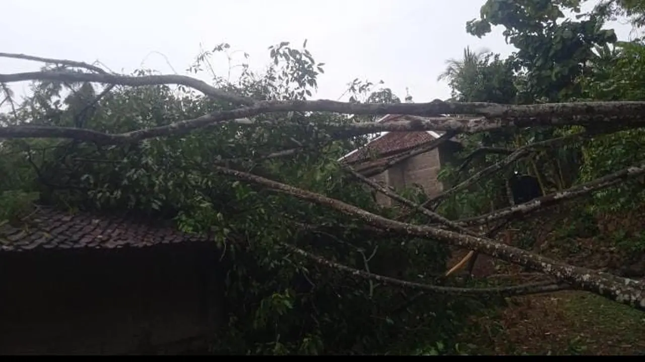 Pohon besar timpa rumah warga