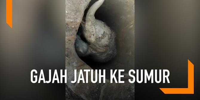 VIDEO: Penyelamatan Anak Gajah yang Jatuh ke Sumur