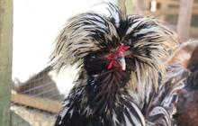 Kisah Pria Sidoarjo Budi Daya Ayam Polandia, Setiap Hari Mandikan Ayam hingga Keringkan Bulunya Pakai Hair Dryer