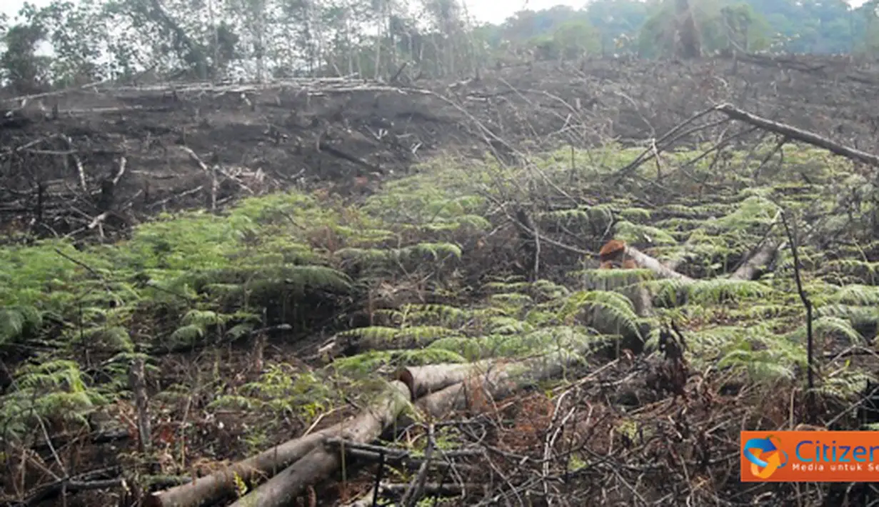 Citizen6, Asahan: Aksi perusakan hutan tepatnya di Batu Rosak, Aek Batu, Desa Aek Nagali dan di Aek Gorat, Dolok Nauli, Dolok Bartong, Desa Hutarau, Kecamatan Bandar Pulau, Kabupaten Asahan. (Pengirim: Tombak Nagara)