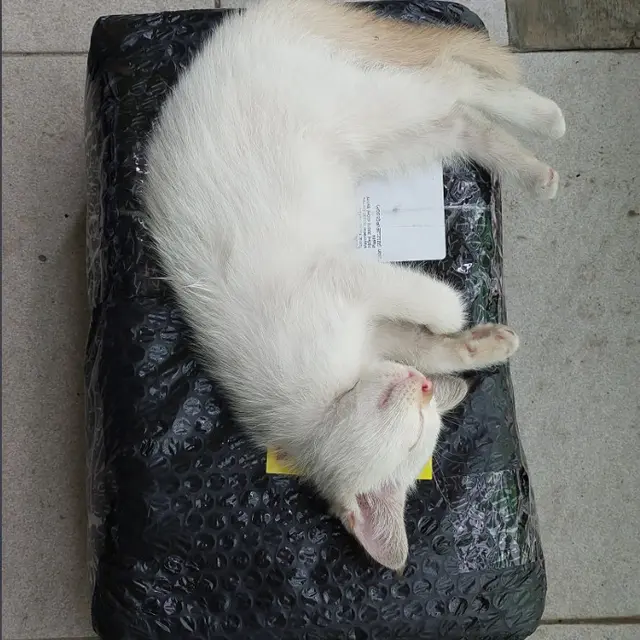 6 Potret Kucing Jadi Penerima Paket Ini Ekspresinya Menggemaskan