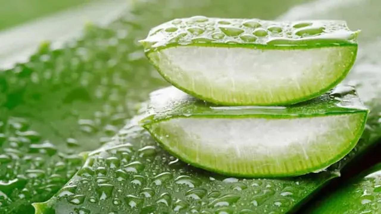 Cara Praktis Membuat Masker Lidah Buaya untuk Kulit Cantik dan Sehat
