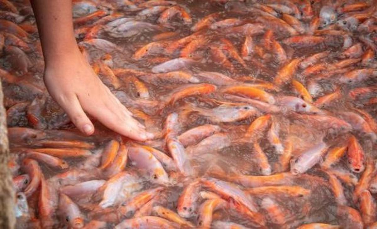 9 Tips Ternak Menguntungkan Tanpa Pengalaman di Desa, Modal 500 Ribu Bisa Raup 3 Juta