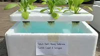 7 Ide Menanam Sawi di Wadah Styrofoam Bekas Buah, Praktis dan Murah