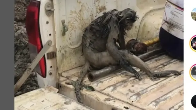 Nasib Miris Seekor Monyet Terpisah dari Kawanannya danTerkulai Lemas di Area Tambang Kalimantan Timur.