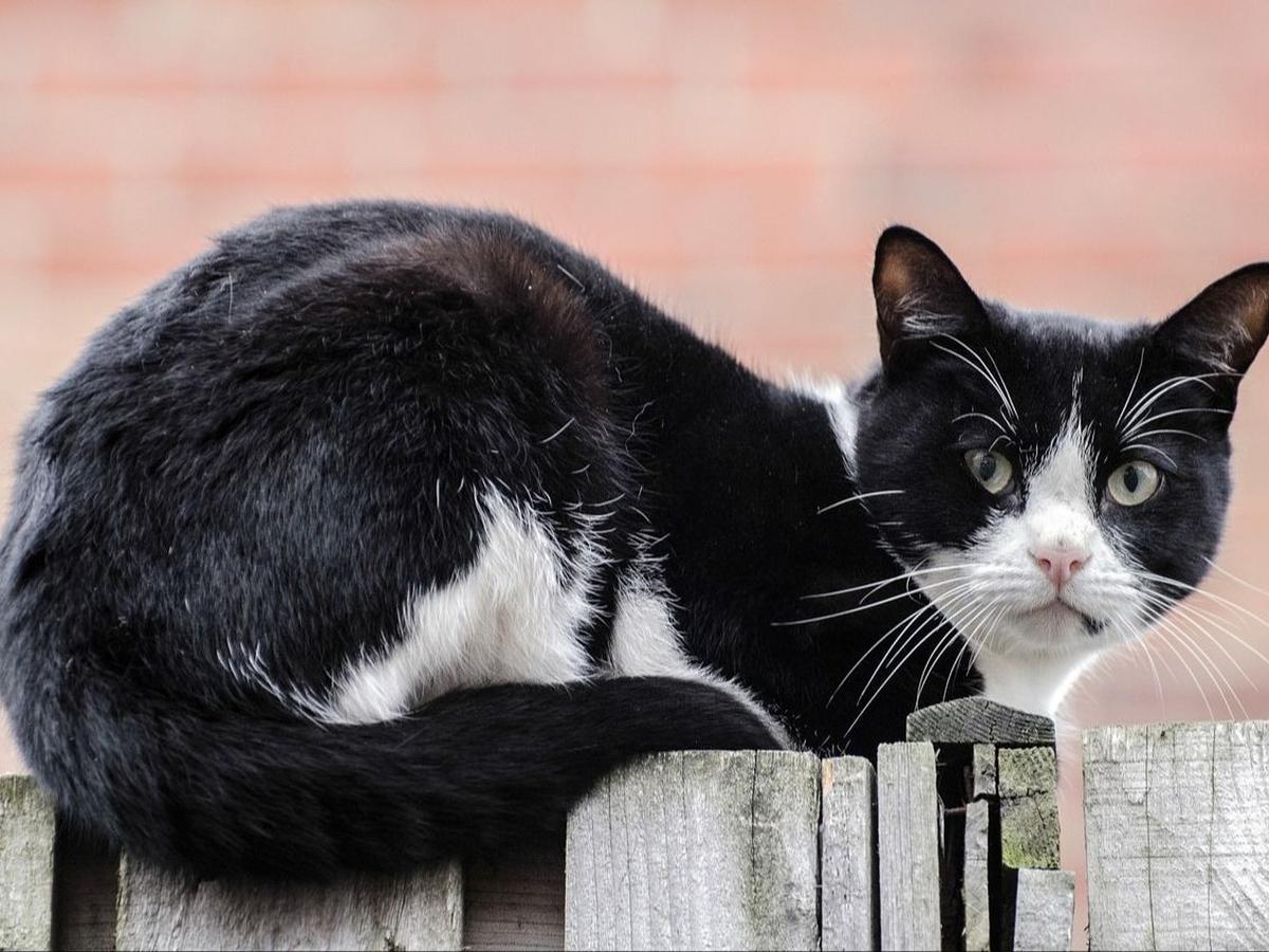 Fakta Kucing Hitam Putih