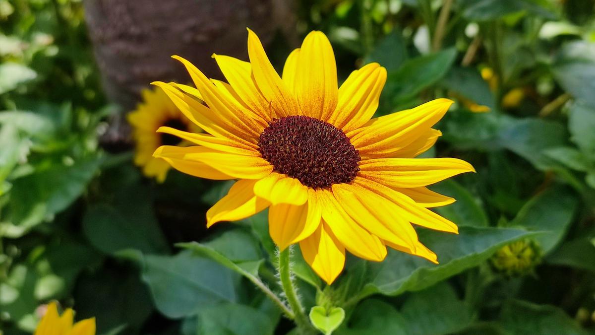 Mini Sunflower