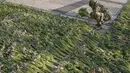 Prajurit Ukraina menata bunga tulip di alun-alun Sophia di Kiev, Ukraina (18/3/2022). Warga Kiev turun ke alun-alun pusat untuk menata sekitar 1,5 juta bunga tulip bentuk lambang negara dalam pertunjukan normal yang menantang saat pasukan Rusia mengepung dan mengebom kota. (AP Photo/Vadim Ghirda)