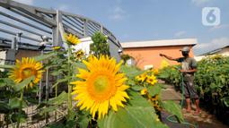 Bunga Matahari Terbesar - Tak Perlu Ke Luar Negeri Di Indonesia Juga Ada Kebun Bunga Matahari Semua Halaman Bobo : Bunga matahari diklasifikasikan sebagai tanaman semusim yang menghasilkan bunga besar serta umumnya berwarna kuning.
