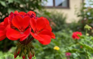 Bunga Geranium (Gemini AI)