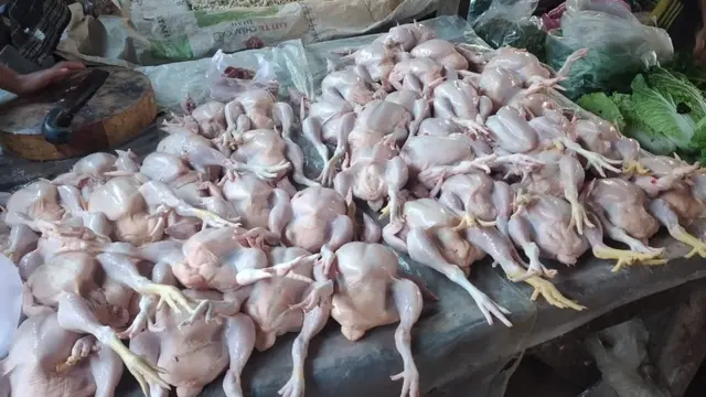 Ayam
