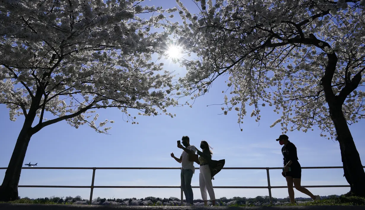 Orang-orang melihat pohon sakura Yoshino yang sedang mekar penuh di sekitar Tidal Basin di Washington, Selasa (30/3/2021).  Festival Bunga Sakura Nasional 2021 merayakan pemberian asli 3.000 pohon sakura dari kota Tokyo kepada masyarakat Washington di 1912. (AP Photo/Susan Walsh)
