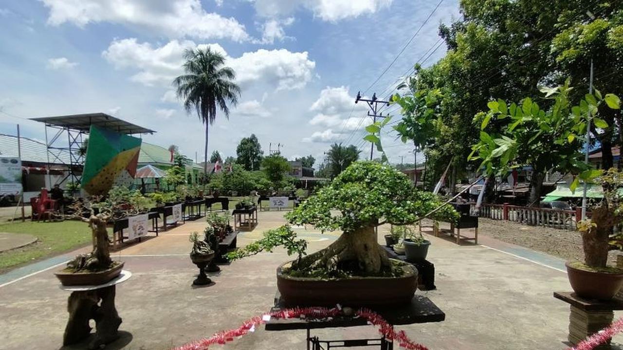 Trivia Bonsai: Hobi Bernilai Ekonomi Tinggi, Penghobi Bonsai Bengkayang Sulap Tanaman Jadi Cuan Belasan Juta Rupiah!