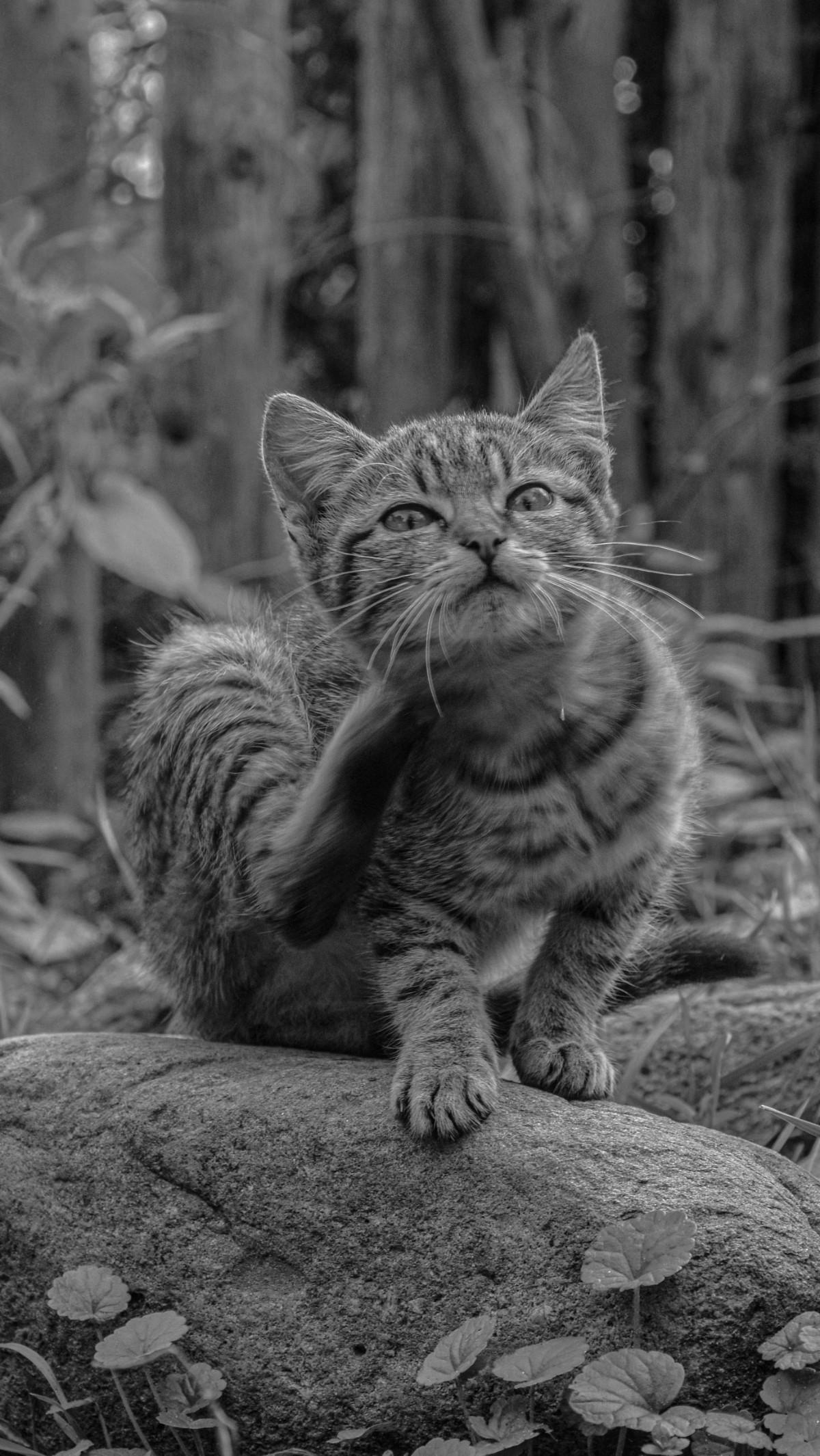 8.&nbsp;Dermatosis Endokrin: Gangguan Hormonal pada Kulit