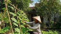 Teknik Menanam Timun Secara Rambat agar Buah Banyak dan Tidak Mudah Busuk