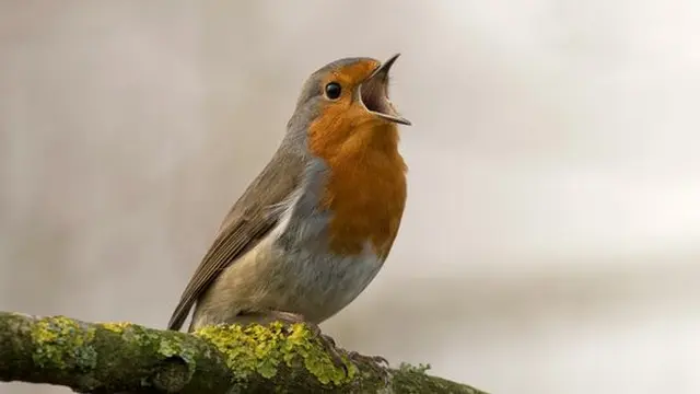 15 Burung yang Memiliki Telur Berwarna Biru