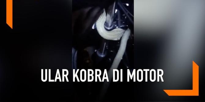 VIDEO: Pria Tangkap Ular Kobra yang Bersembunyi di Setang Motor