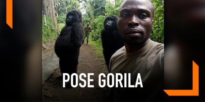 VIDEO: Pose Gorila Seperti Manusia Saat Foto Bareng Penjaga Hutan