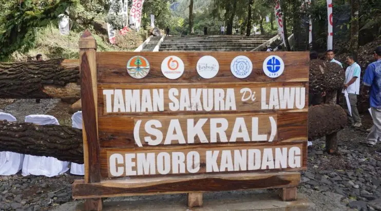 Taman Sakura di Gunung Lawu, Karanganyar, Jawa Tengah. (Fajar/Liputan6.com)