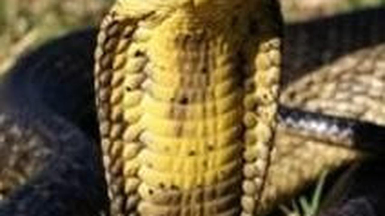 3. Kobra Hutan<br>