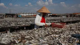 Pekerja menjemur ikan asin di Muara Angke, Penjaringan, Jakarta Utara, Senin (1/8). Musim kemarau dengan curah hujan yang cukup tinggi atau fenomena "La Nina" berimbas pada proses pengeringan ikan. (Liputan6.com/Gempur M Surya)