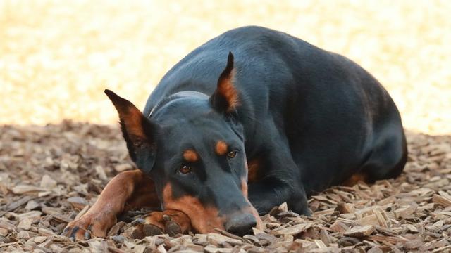Doberman Pinschers