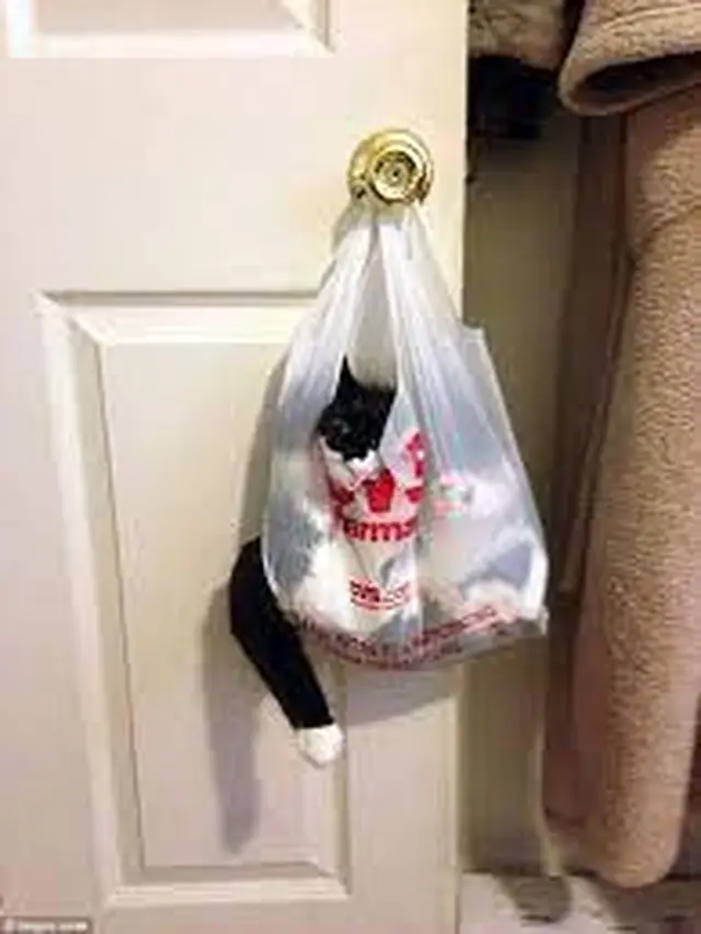 6 Potret Kucing Dicantelin Gagang Pintu di Dalam Kantong Kresek Ini Kocak, Pasrah Banget