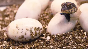 Seekor bayi buaya kerdil Afrika Barat yang baru menetas keluar dari telurnya di taman botani Exotica Planet di Royan, Prancis, Senin (27/8). Buaya kerdil dari Afrika Barat kini masuk dalam daftar spesies terancam punah dunia. (AFP/MEHDI FEDOUACH)