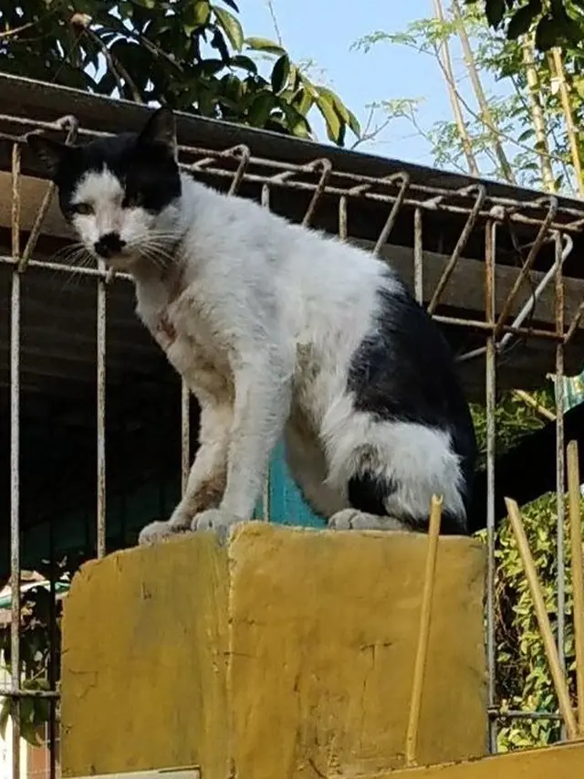 6 Potret Kucing Bak Punya Kumis Ini Curi Perhatian, Bikin Gemas