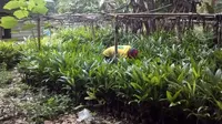 Top 3 Berita Hari Ini: Buah yang Bikin Petani Jambi Tersenyum