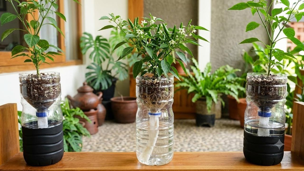 Tips Tanaman Cabai di Botol Bekas Cepat Berbunga dan Berbuah