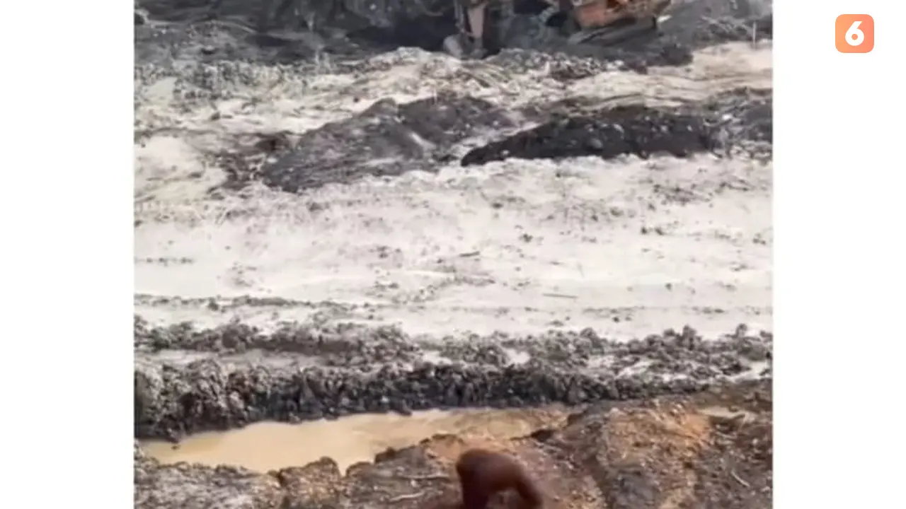 Orang Utan di Kawasan Tambang Batu Bara