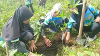 Kala Petani di Kudus Ingin Perbukitan Patiayam Jadi Sentra Mangga Terbesar Se-Jawa Tengah