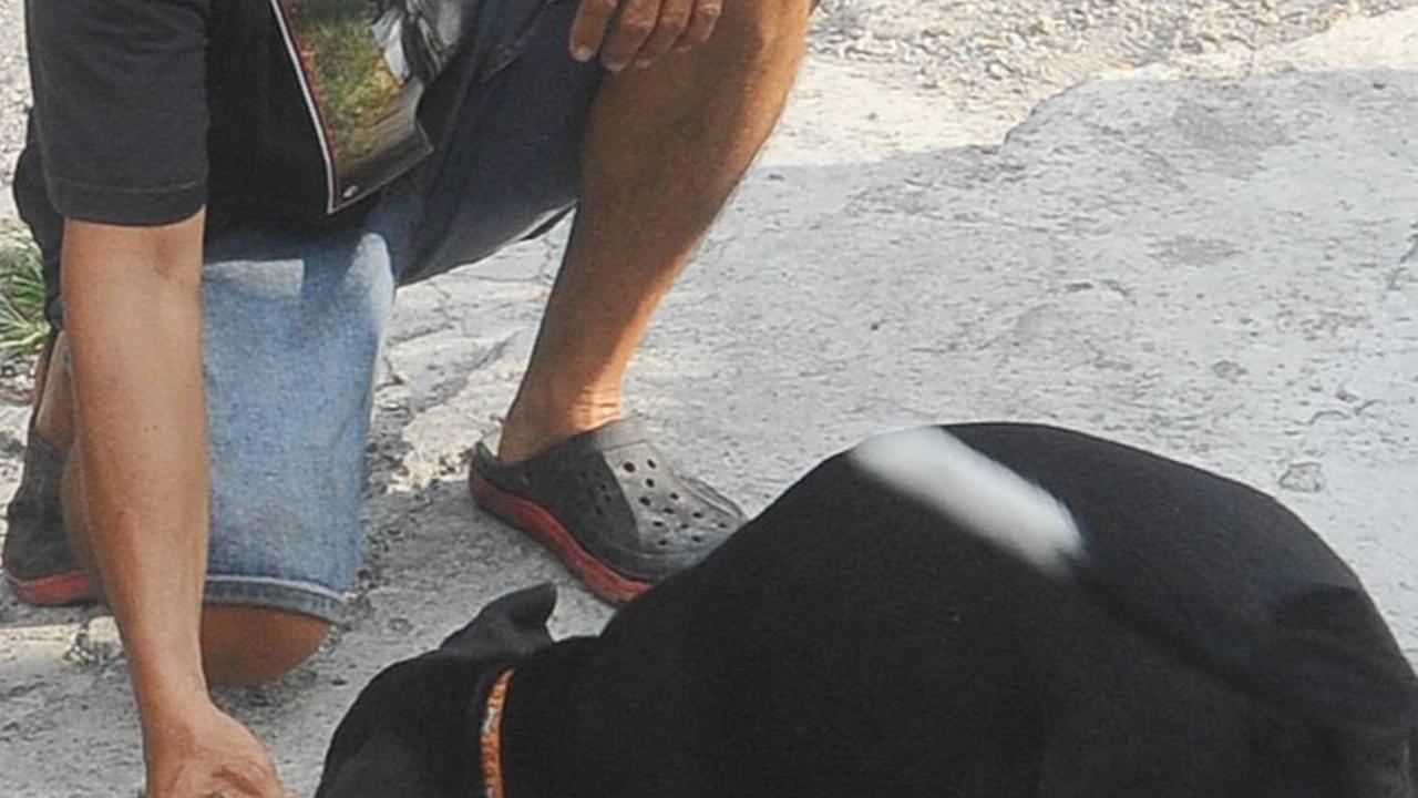 Terkadang, Lelut juga kewalahan membiayai kebutuhan anjing-anjingnya. Dia pun membuka donasi, bagi masyarakat yang ingin menyalurkan kepeduliannya melalui media sosial instagram dan facebook @LelutCellelut.
