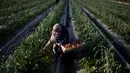 Pekerja wanita Palestina memetik stroberi di kebun di kota Beit Lahiya, Gaza Utara (15/1). Proyek kebun stroberi dibuat bertujuan menyediakan lapangan kerja jangka pendek di bidang pertanian untuk ratusan warga miskin di Jalur Gaza.(AP Photo/Khalil Hamra)