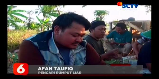 VIDEO: 2 Pemuda Sidoarjo Raup Omzet Rp 8 Juta dari Kumpulkan Rumput Liar