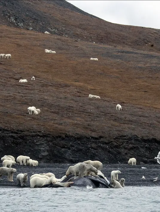Sejumlah beruang kutub berkumpul menikmati bangkai paus bowhead di Pulau Wrangel, pantai Rusia pada tanggal 19 September 2017. Kerumunan beruang kutub berada di pulau tersebut akibat adanya perubahan Arktik. (AFP Photo/Max Stephenson)