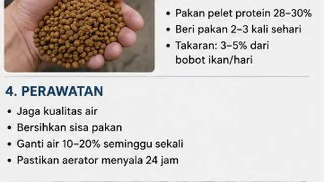 Cara Ternak Gurame di Toren Air Kapasitas 1000 Liter (AI)