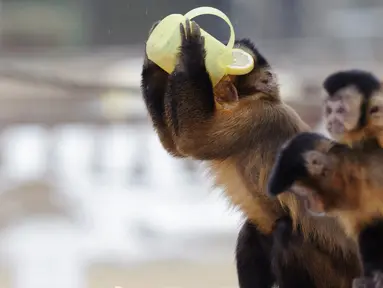 Seekor monyet capuchin meminum teh hangat di kebun binatang Debrecen, Budapest, Hungaria, Rabu (25/1). Pihak pengelola kebun binatang memberikan minuman hangat kepada para hewan untuk menghangatkan tubuh saat udara dingin. (Zsolt Czegledi/MTI via AP)