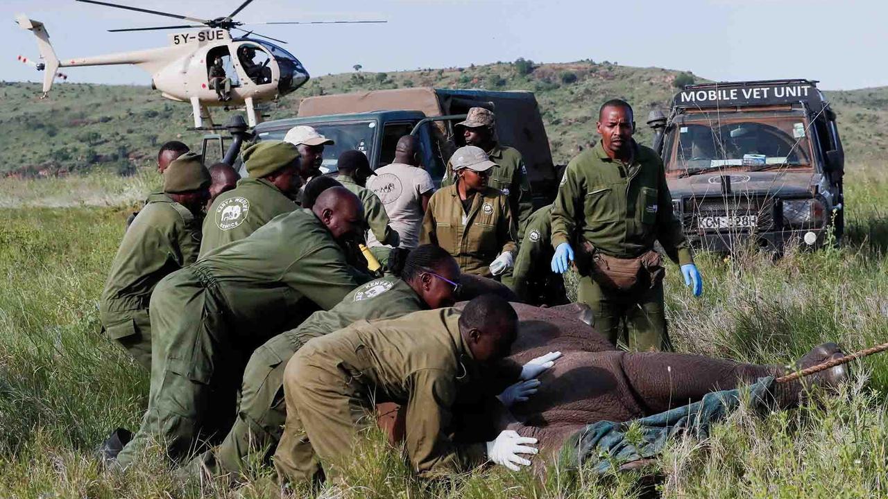 FOTO:  Melihat Penandaan Telinga Badak di Kawasan Konservasi Margasatwa Lewa Kenya