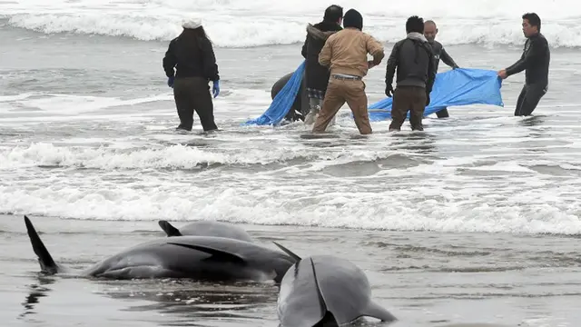 Ratusan Paus  Melon Terdampar di Pantai Hokota Jepang