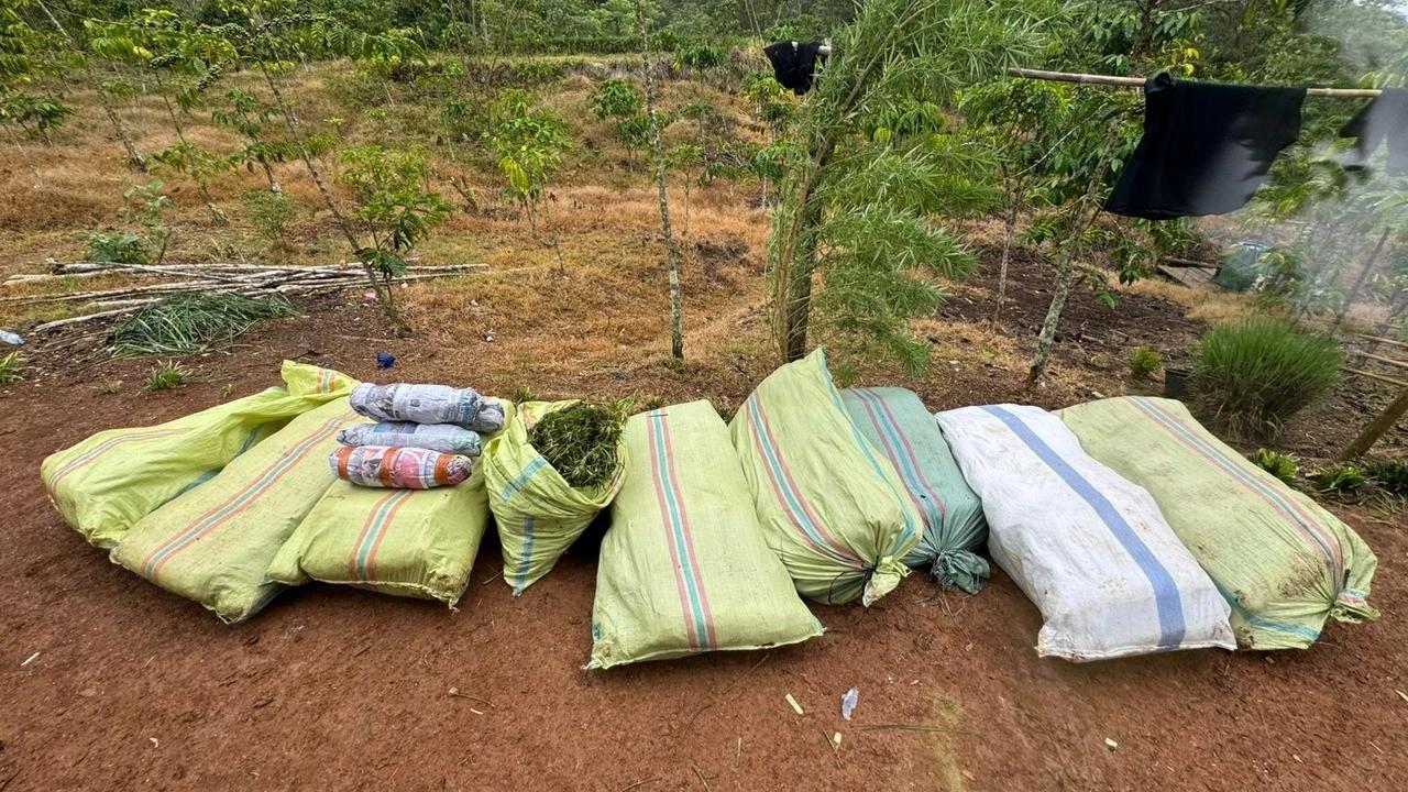 FOTO: Polda Sumsel Bongkar Ladang Ganja 20 Hektar di Empat Lawang